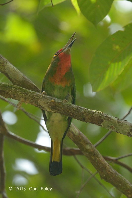 Red-bearded Bee-eater (female sub adult)