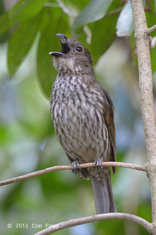 Tooth-billed Bowerbird (male)
