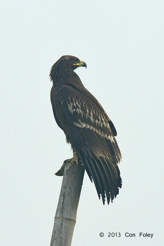 Greater Spotted Eagle (juvenile)
