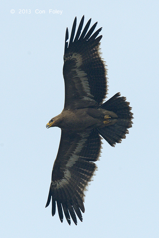 Steppe Eagle (juvenile)