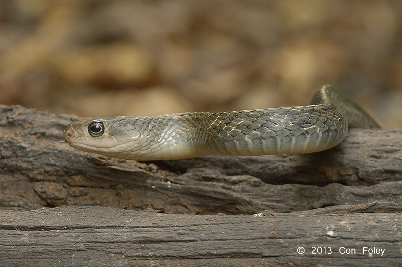 Keeled Rat Snake approaches waterhole