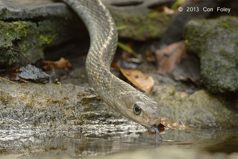 Keeled Rat Snake tests the water with it's tongue