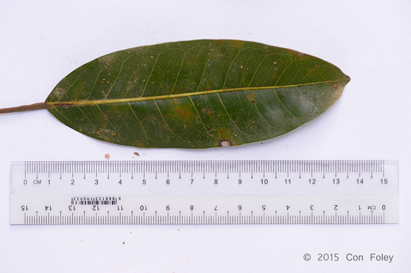 Ficus caulocarpus Leaf
