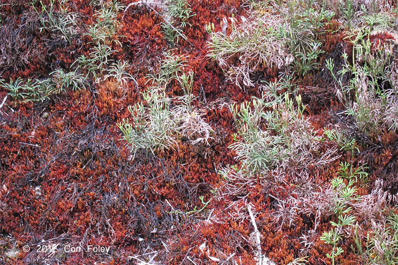Lichens near summit