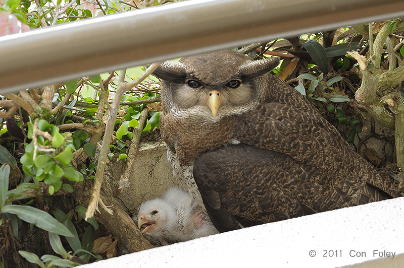 Barred Eagle-Owl (female & chick) - Day 14