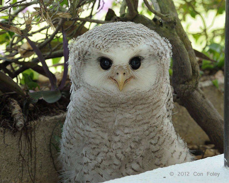 Barred Eagle-Owl (chick) - day 50