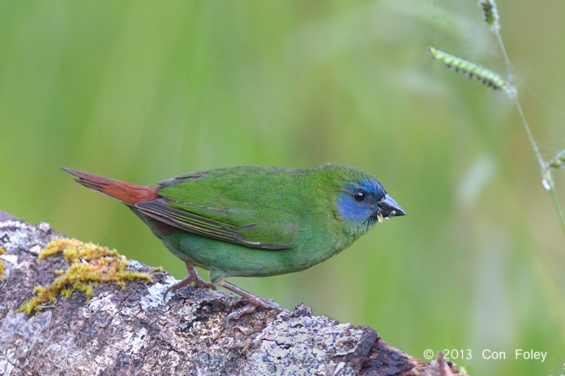 Blue-faced Parrot-finch (male)