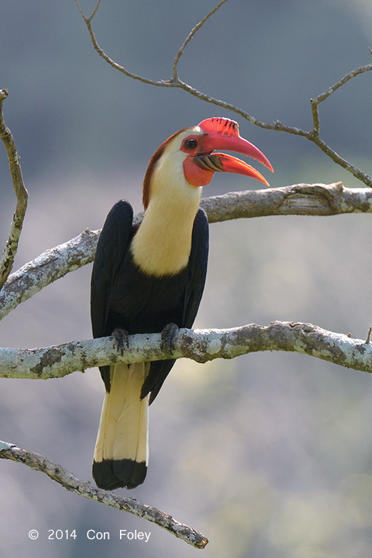 Writhed Hornbill (male)