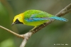 Blue-wing Leafbird