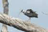 White-shouldered Ibis