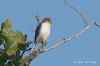 White-rumped Pygmy-Falcon (female)