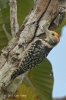 Yellow-crowned Woodpecker (male)