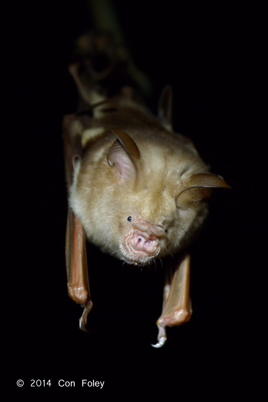 Diadem Roundleaf Bat