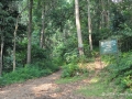 Track into Carita forest