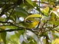 Trilling Shrike-babbler (male)
