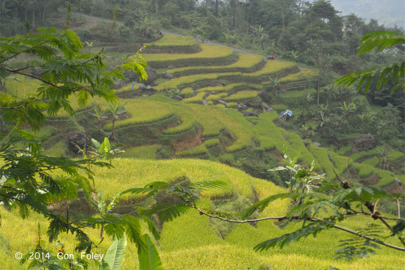 Rice Terrace enroute to Halimun