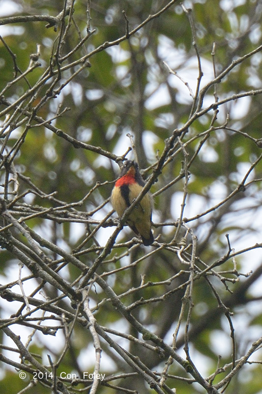 Blood-breasted Flowerpecker