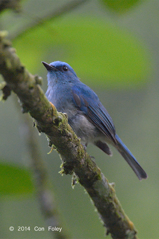 Pale-blueFlycatcher (male)