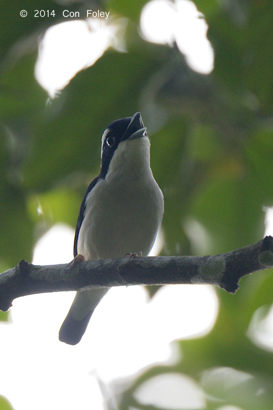 Pied Shrike-Babbler (male)