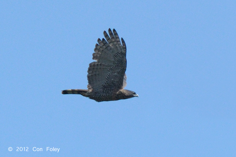 Sulawesi Hawk Eagle