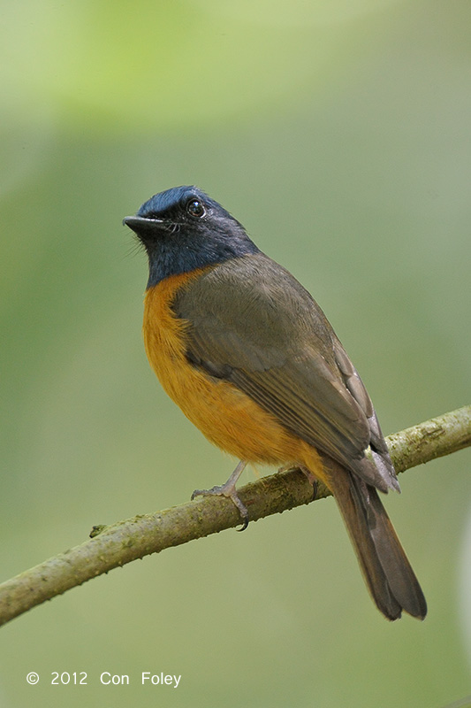 Blue-fronted Flycatcher (male)