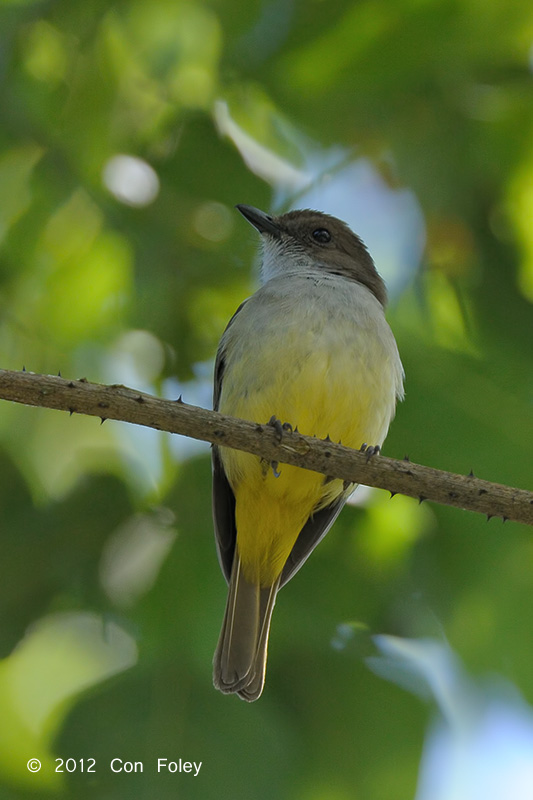 Yellow-vented Whistler