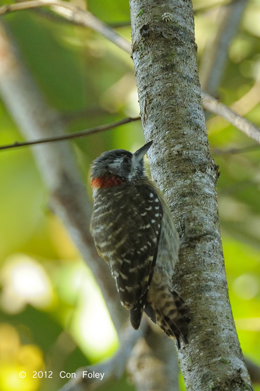 Sulawesi Pygmy Woodpecker
