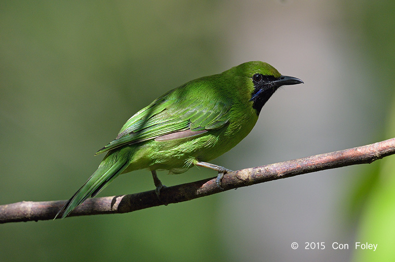 Greater-green Leafbird TC14 f/5.6 1/500s