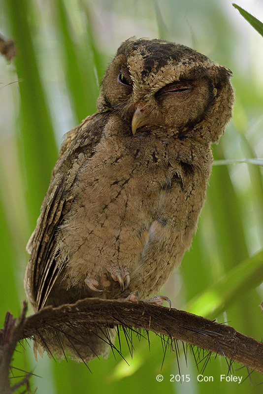 Sunda Scops Owl f/4 1/250s
