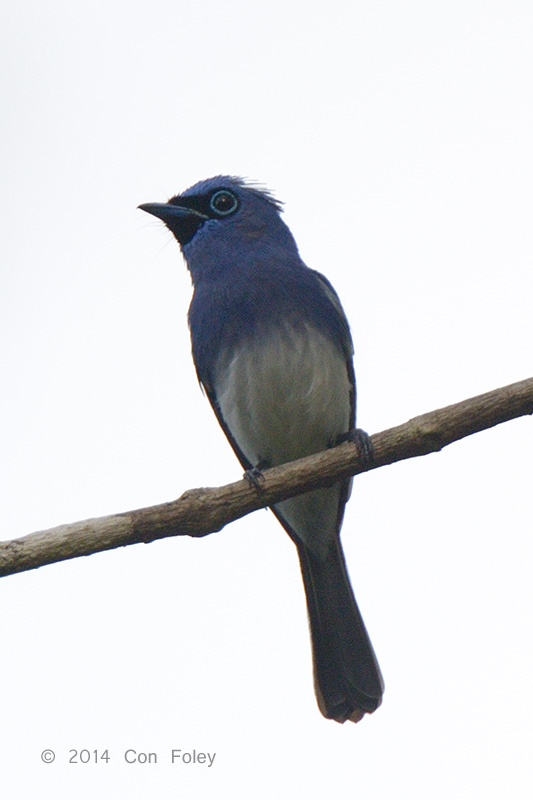 Short-crested Monarch