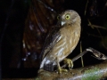Mindanao Hawk Owl