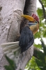 Red-knobbed Hornbill (male)
