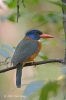 Green-backed Kingfisher (male)