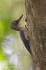 Ashy Woodpecker (male)