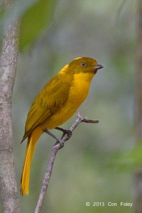 Golden Bowerbird (male)