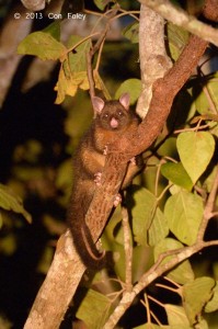 Coppery Brushtail Possum