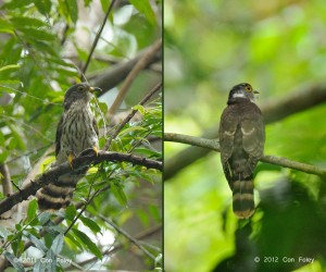 Malaysian Hawk-Cuckoo (adult)