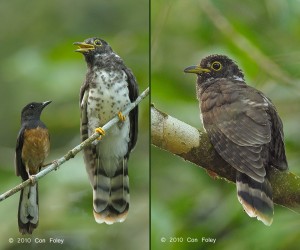 Malaysian Hawk Cuckoo (fledgling)