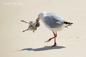 Silver Gull (with dead chick)