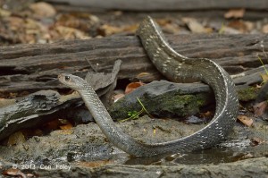 Keeled Rat Snake about to leave waterhole