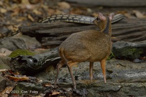 Male mousedeer watches first snake leave