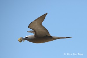 Common Noddy (carrying nest material)