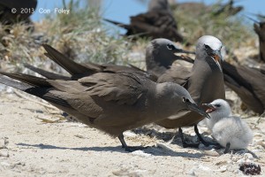 Common Noddy (with chick)