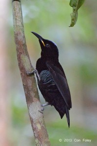 Victoria's Riflebird (male)
