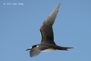 Sooty Tern (adult)