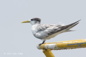 Swift Tern